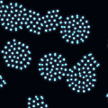 Agentic AI Eats Coordination, Not the Firm